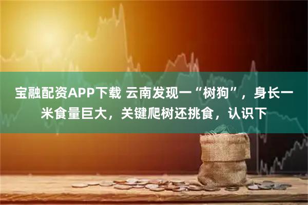 宝融配资APP下载 云南发现一“树狗”，身长一米食量巨大，关键爬树还挑食，认识下
